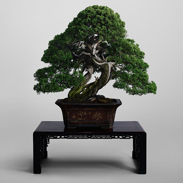 Omiya Bonsai