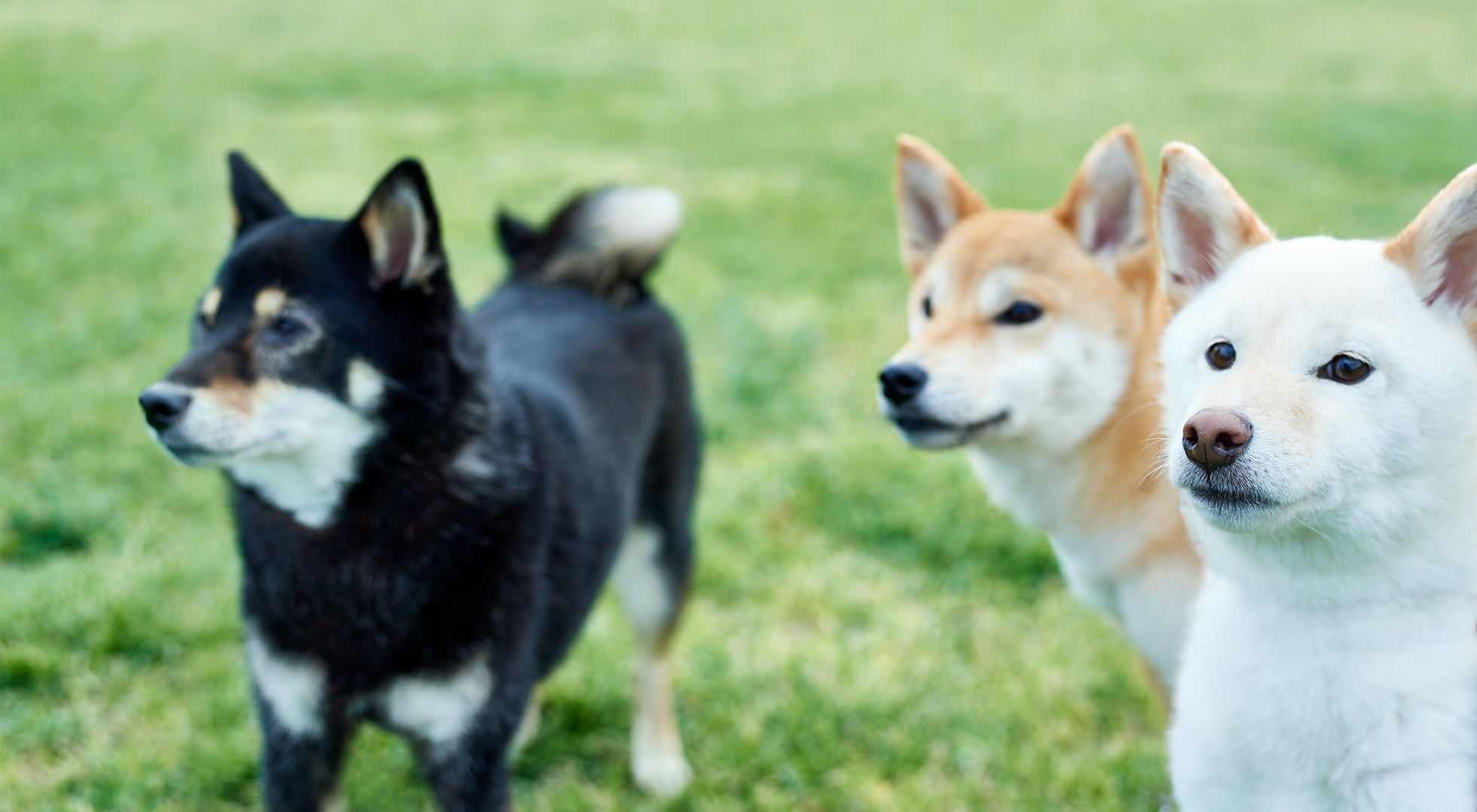 shiba black and white