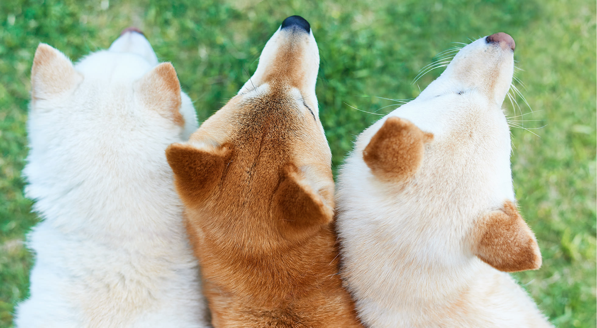 犬 Stories ジャパン ハウス