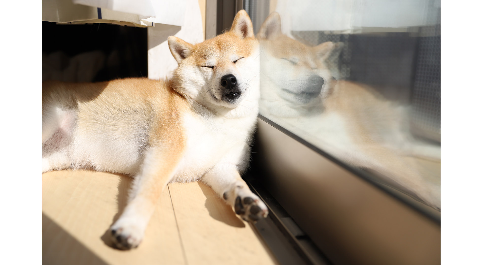 犬 Stories ジャパン ハウス
