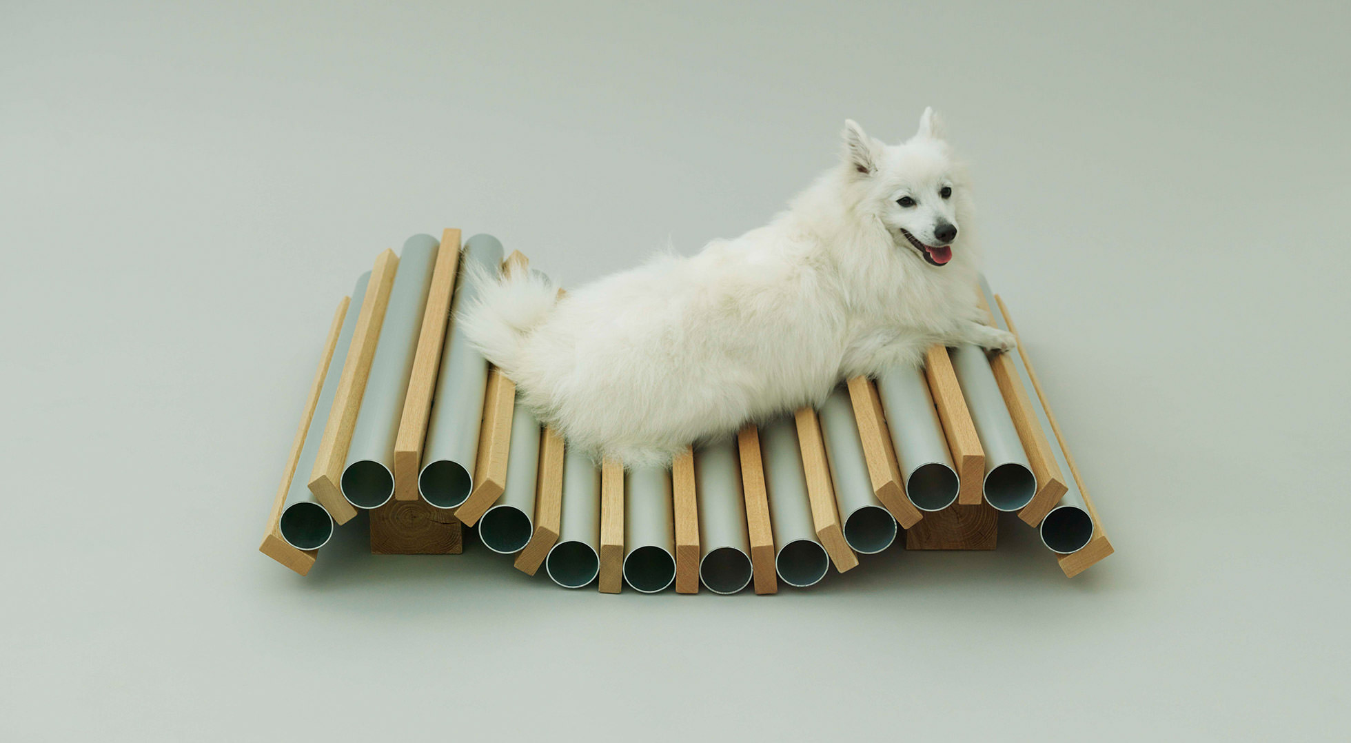 DOG COOLER|HIROSHI NAITO