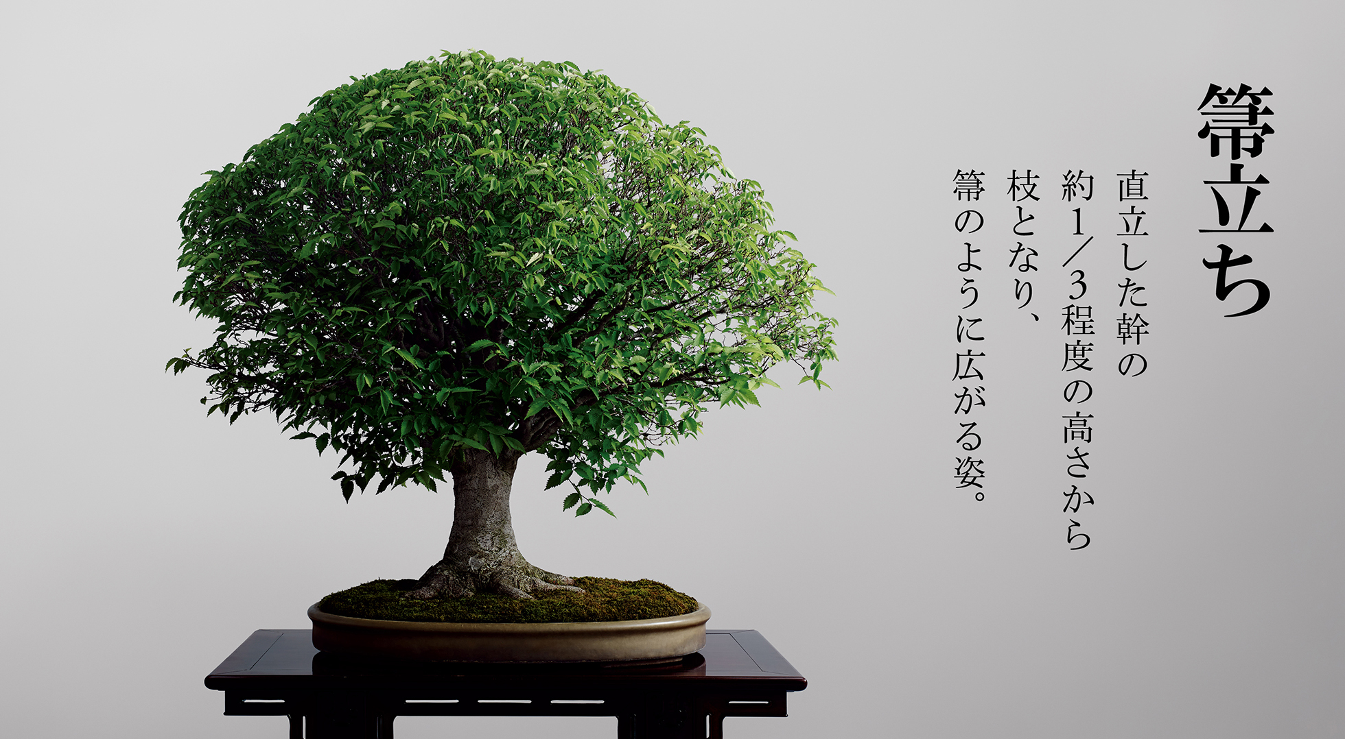 紫檀 蓮葉盆 横55.5㎝ 煎茶盆 葉盆 一木刳り貫き 天然木 木工芸