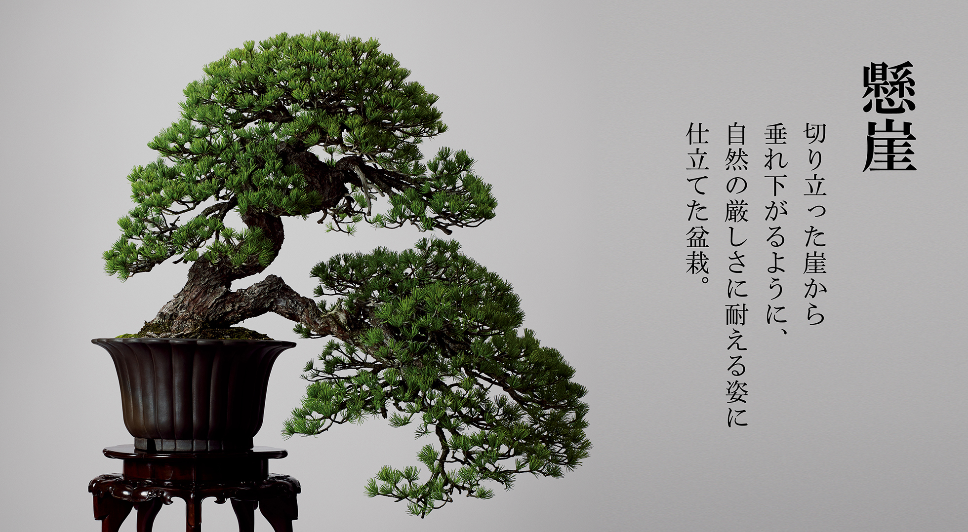 小品盆栽 種から育てた実生の五葉松盆栽1 スリット駄温鉢 樹齢
