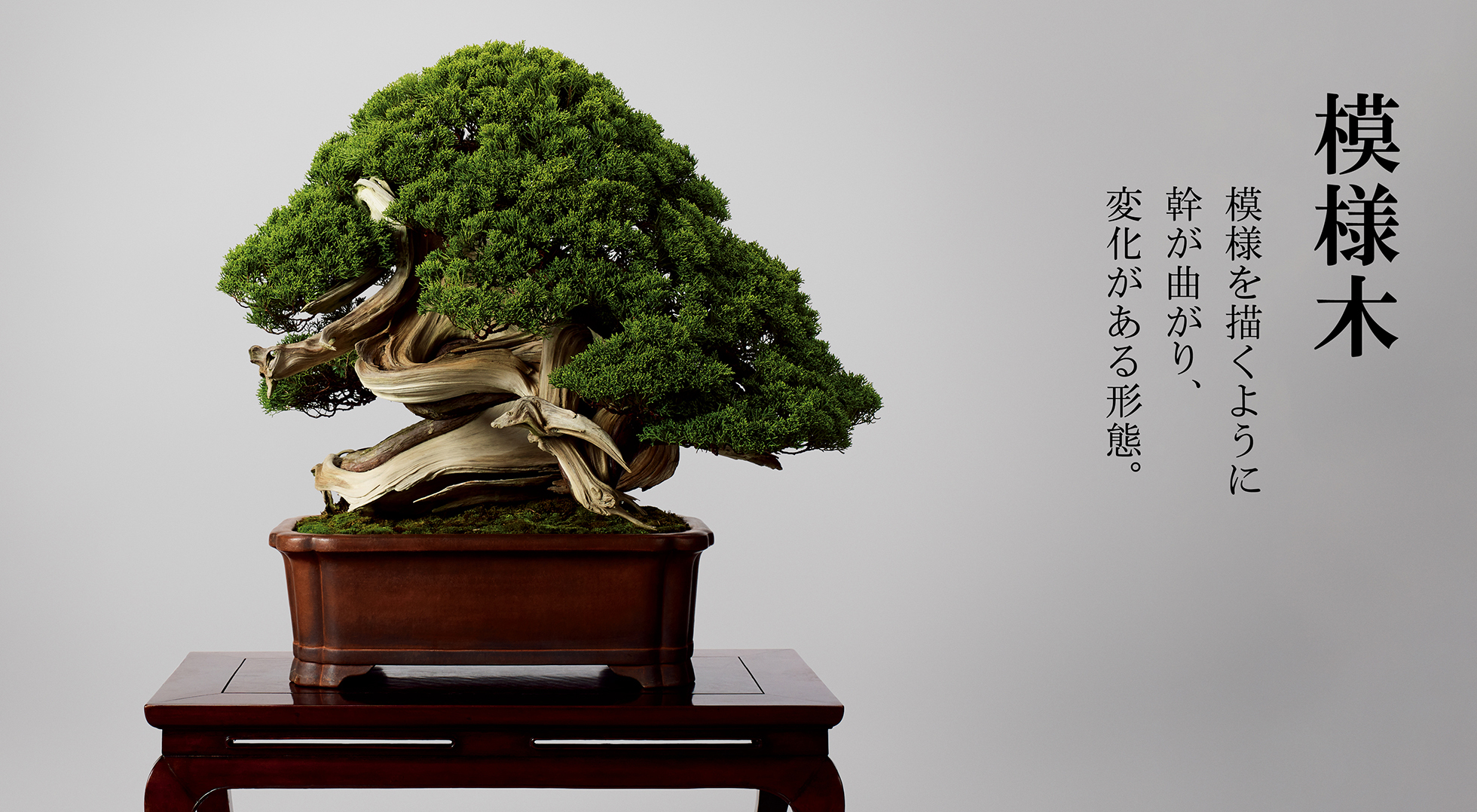 [盆栽]真柏/模様木其の2 盆栽]真柏/模様木/其の2