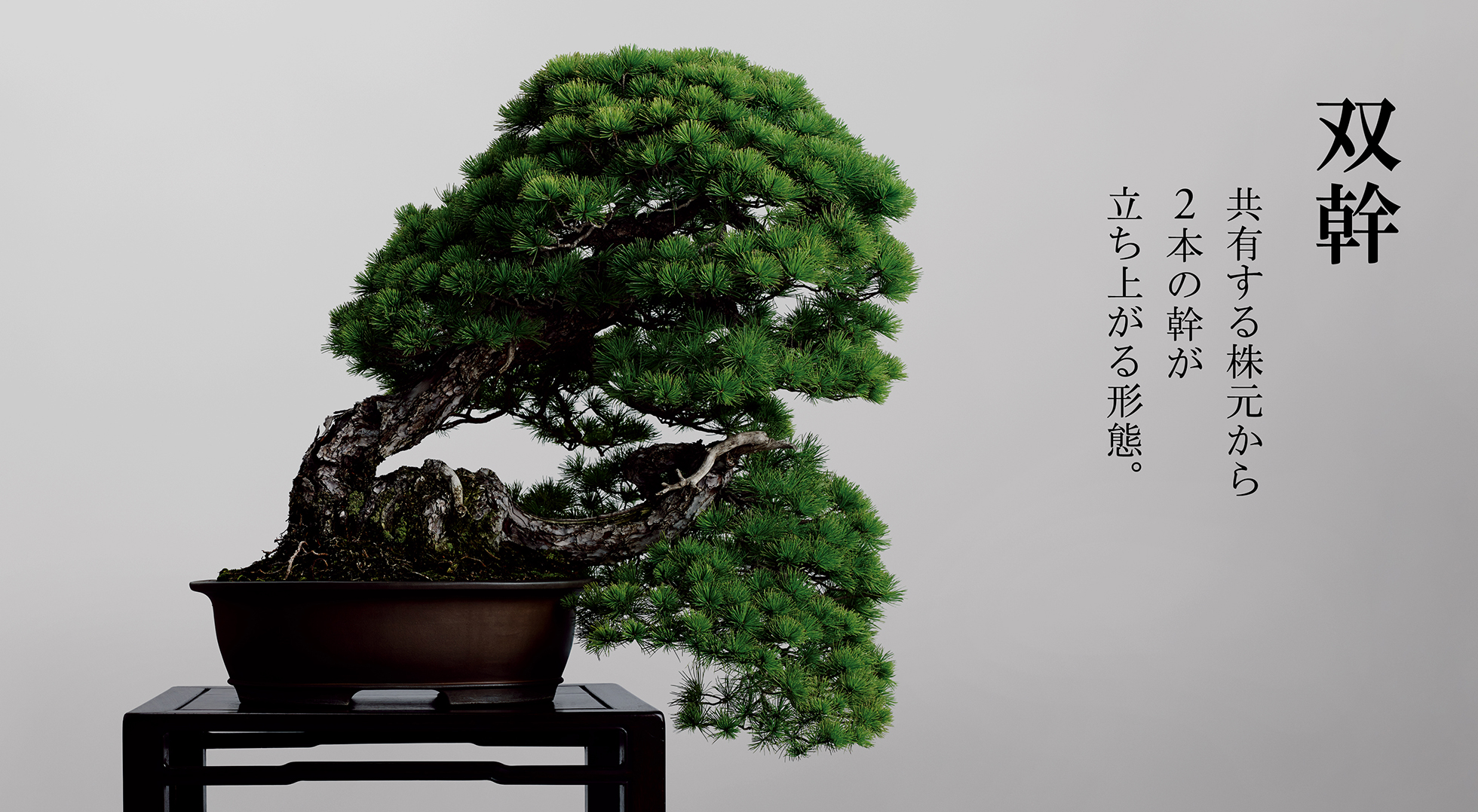 五葉松 [双幹木.山木] 中品盆栽 【公式通販】