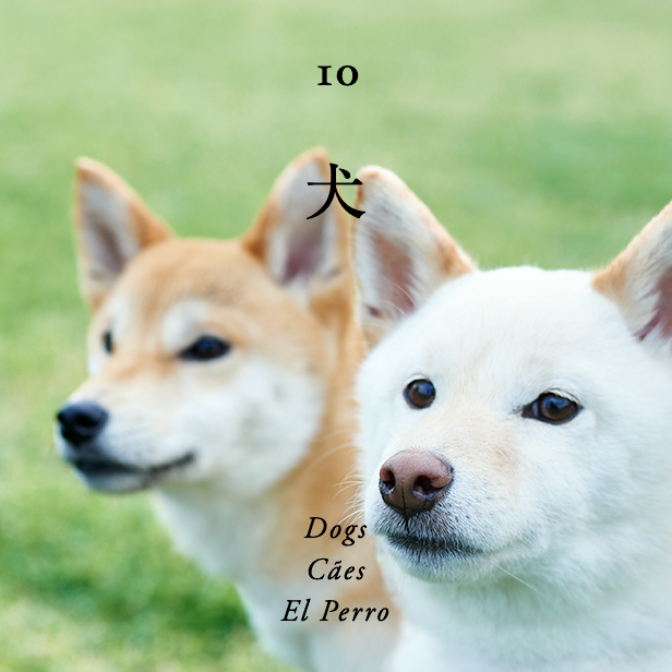 STORIES 10 Dogs